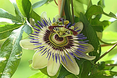 桃花.tv直播｜《花千骨》手游直播魅力：桃花tv带你畅游仙侠世界-2