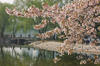 Chinese体育生自慰：竞技秘密：身心平衡，运动巅峰体验