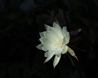 探花国产：国产崛起，新星闪耀：探寻游戏江湖的东方传奇-2