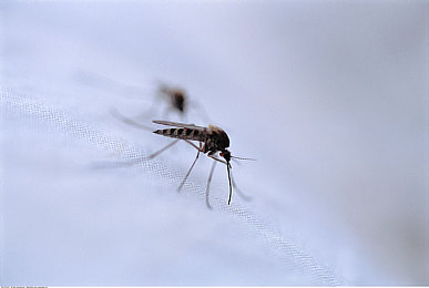 夏日传说2.07繁星汉化：东方奇幻盛宴，畅享无障碍游戏之旅-3