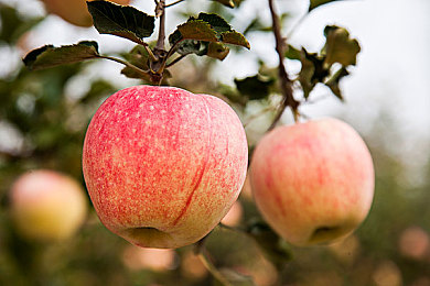 芭乐视app下载安装旧版本ios华为：经典影视触手可及，旧版iOS华为用户也能畅享芭乐视海量资源