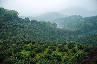 水蜜桃网：游戏社交新纪元：水蜜桃网引领潮流，打造沉浸式游戏体验平台-2