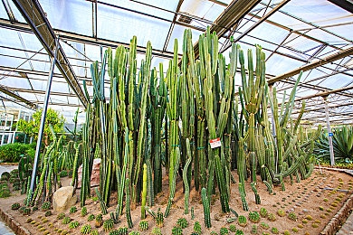异族巨大巨大巨粗：巨兽大陆探险之旅：挑战神秘异族，勇闯巨大生物的奇幻冒险世界-4