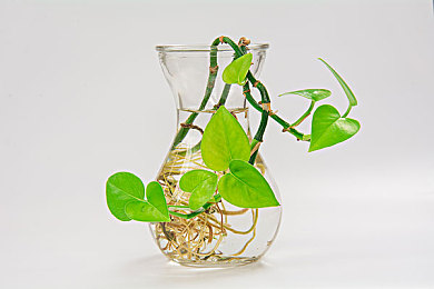 芒果浏览器永久破解版：探索网络新纪元：揭秘芒果浏览器十年辉煌，畅享无拘无束的永久破解版体验-2