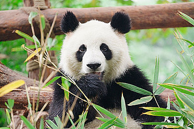 艳鉧无码1～6未删减在线：网络风波再起，版权守护待行动，平台审核亟需强化-4