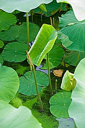 苹果 12pro价格1299：苹果iPhone 12 Pro惊爆低价1299元，亲民价格引市场热议，性能卓越再掀购机狂潮-4