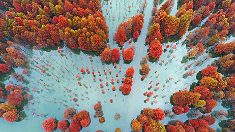丁香五月六月：“春意盎然，丁香花开：探寻“国花”之美与生活意义的社会现象”-3