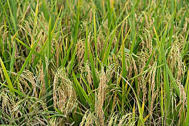 毛茸茸的撤尿：萌犬草丛撒尿引热议，宠物公园和谐共融启示录-4