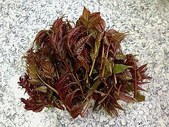 黄色草莓视频app：网络隐私风暴：揭秘“色情草莓”App，监管与隐私的较量-4